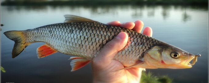 пойманный язь