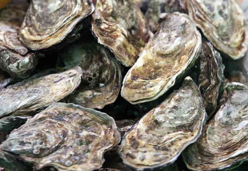 как выглядят устрицы