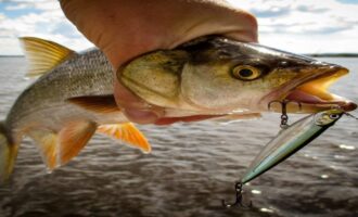 как выглядит рыба жерех