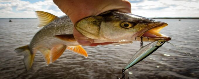 как выглядит рыба жерех