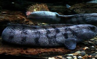 зубатка на морском дне