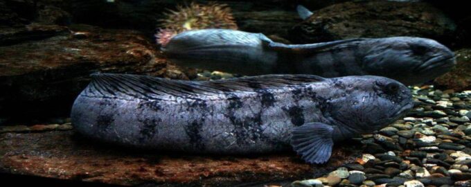 зубатка на морском дне