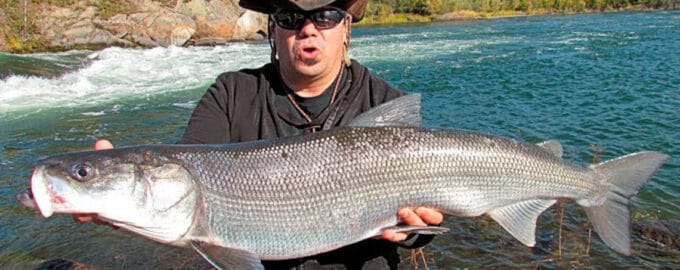 как выглядит белорыбица