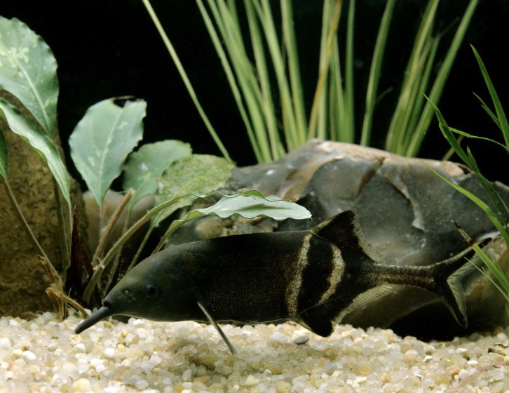 рыба в аквариуме 