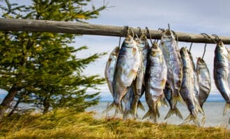 байкальский омуль