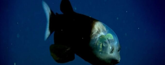 рыба с прозрачной головой