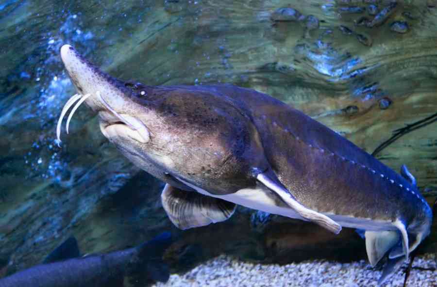 как выглядит белуга