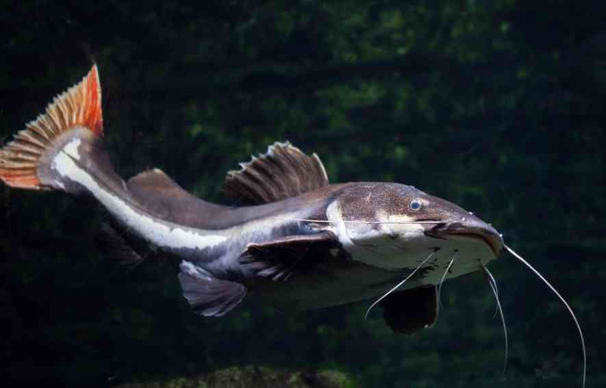 сом плавает