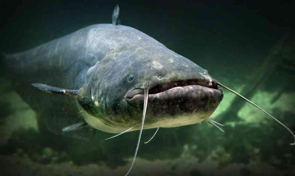 как выглядит сом