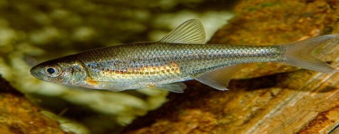 быстрянку часто используют в качестве наживки для хищников