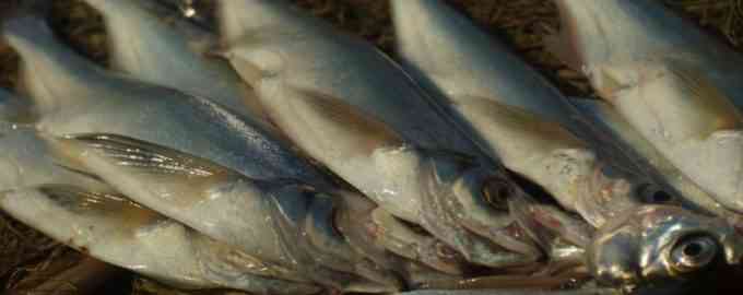 свежая рыба