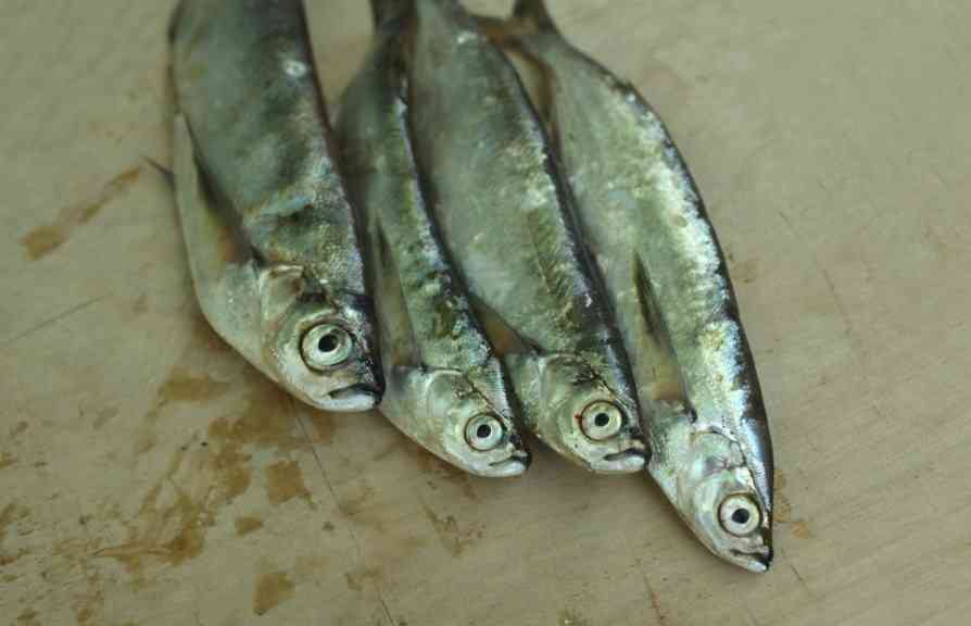 внешний вид рыбы чехонь