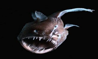 морской черт и особенности его строения