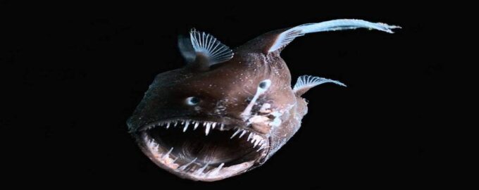 морской черт и особенности его строения