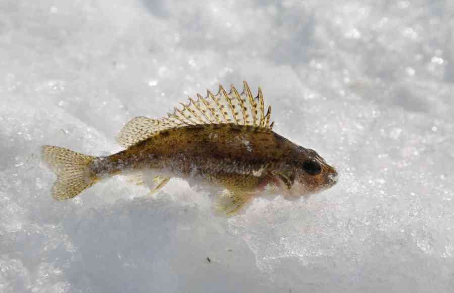 ерш зимой