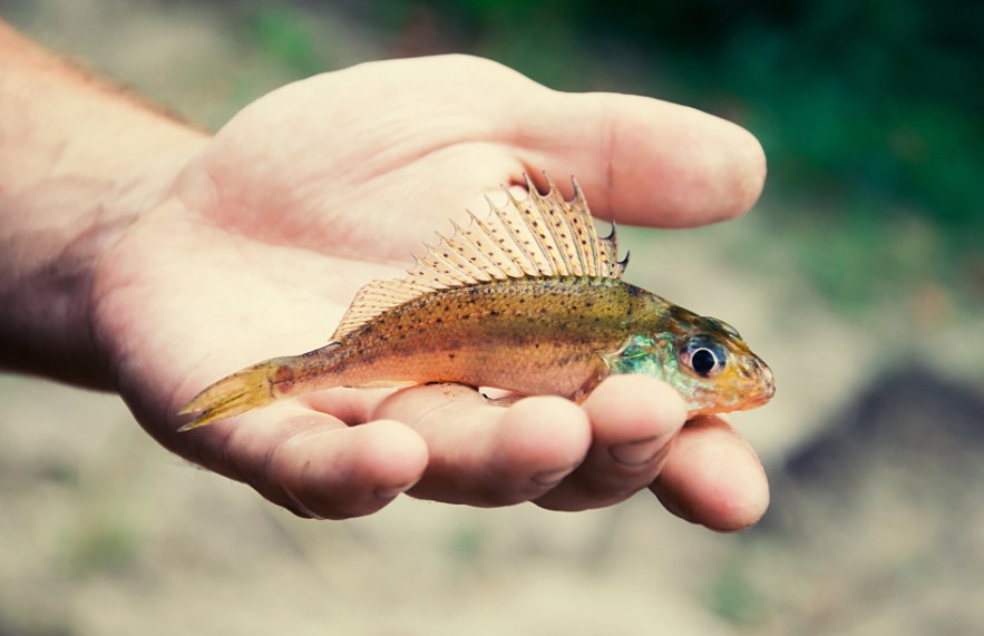 ерш на ладони