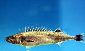 особенности строения маслянной рыбы