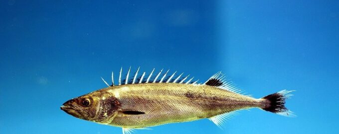 особенности строения маслянной рыбы