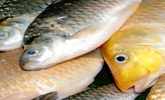 свежепойманные голавли