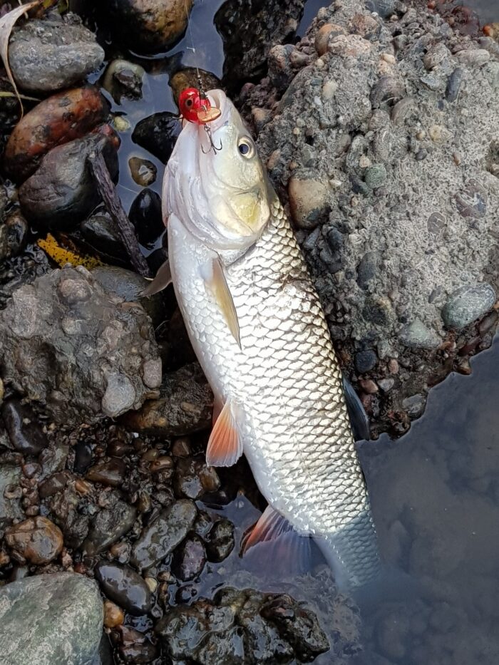 голавль хорошо клюет на крючок