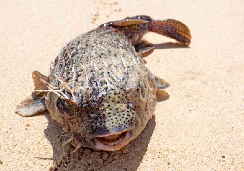 фугу с колючками