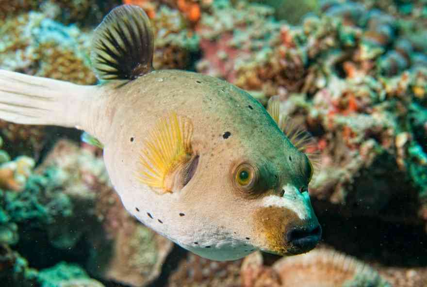 фугу плавает