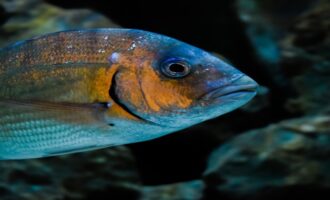 поймать леща довольно сложно