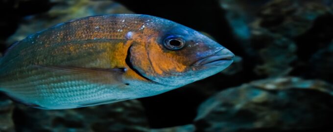 поймать леща довольно сложно