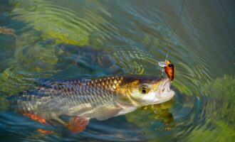 поклевка голавля