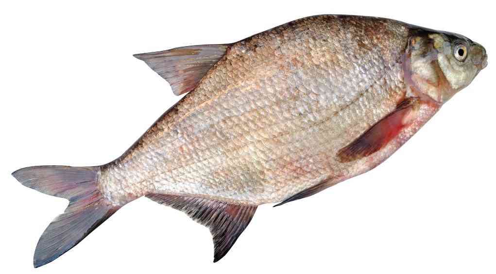 приманки для густера 