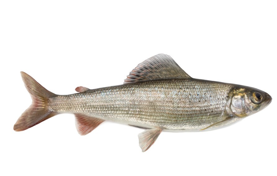 как выглядит хариус 