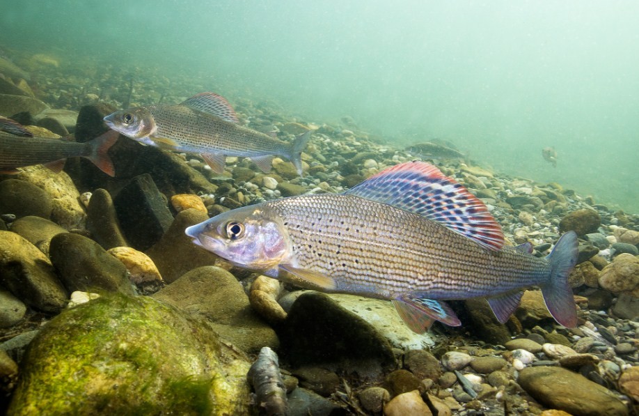 особенности ловли хариуса