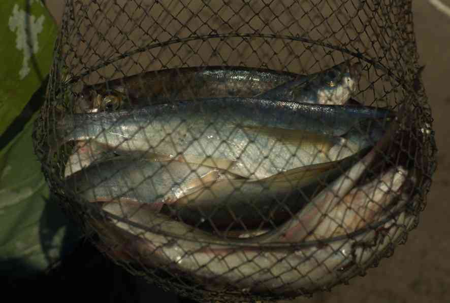 как выглядит чехонь