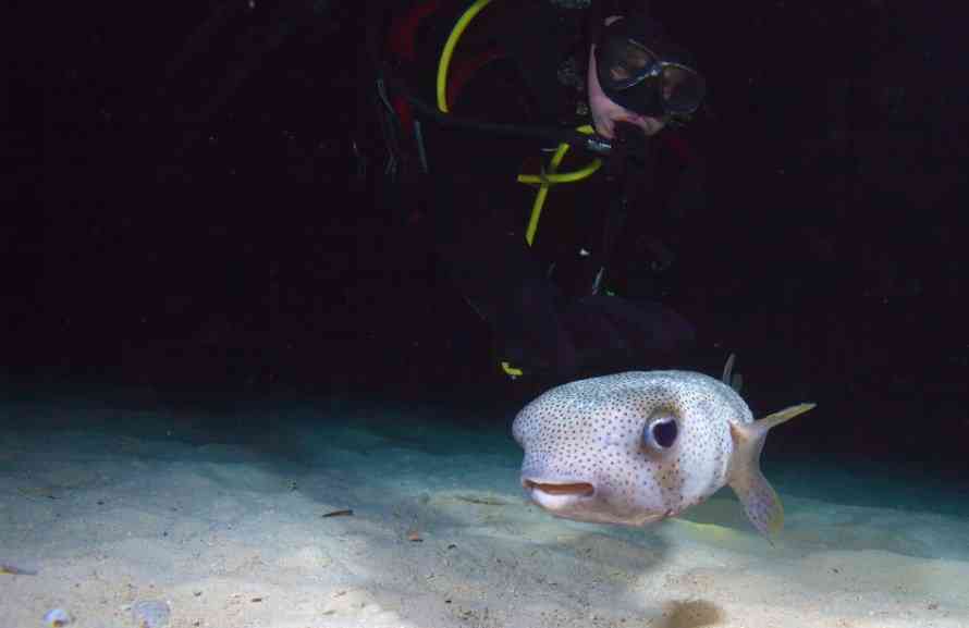 фугу в воде