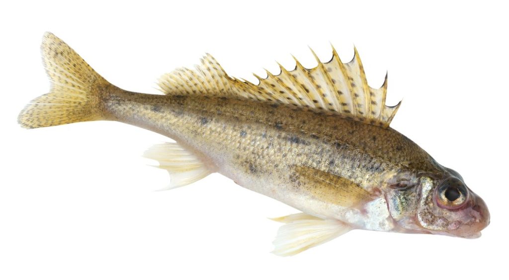 большой ерш