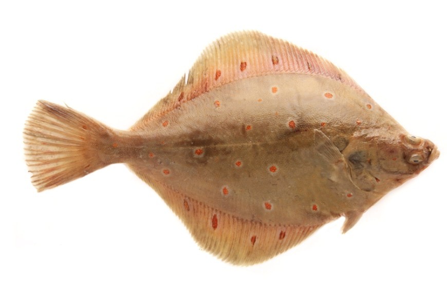 как выглядит камбала