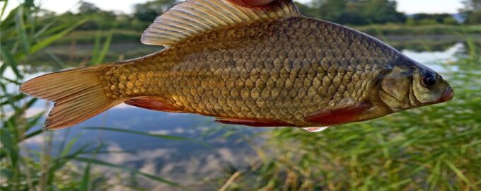 свежий карась