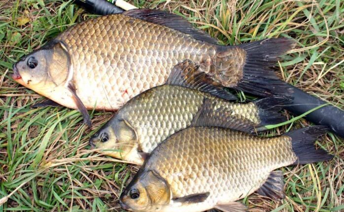 караси среднего размера 