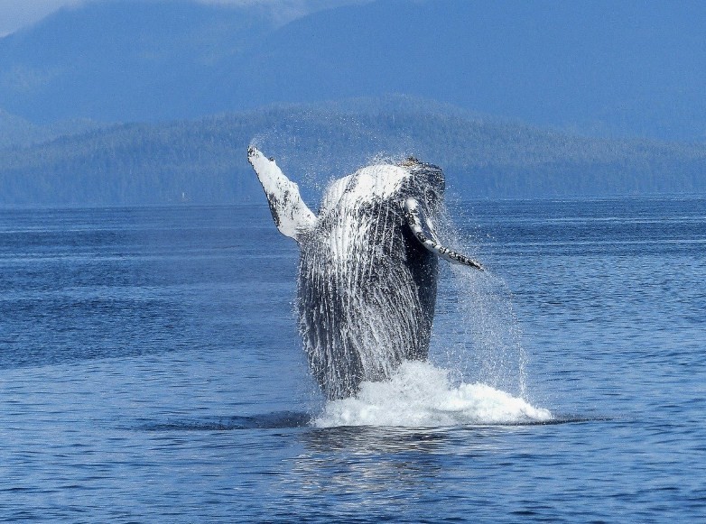 Кит: рыба или млекопитающие, подробный ответ на вопрос