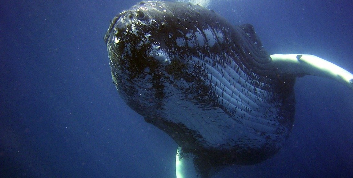 Кит: рыба или млекопитающие, подробный ответ на вопрос