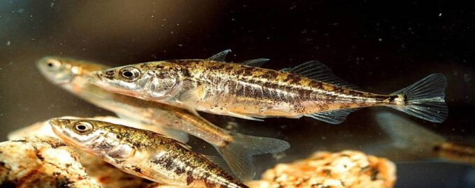 колюшка имеет шипы на спине