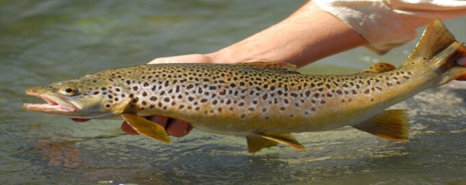 особенности строения кумжи