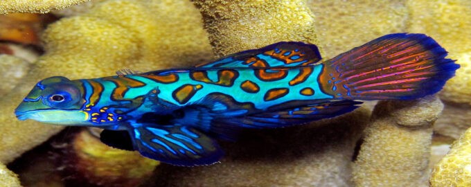 яркая мандаринка