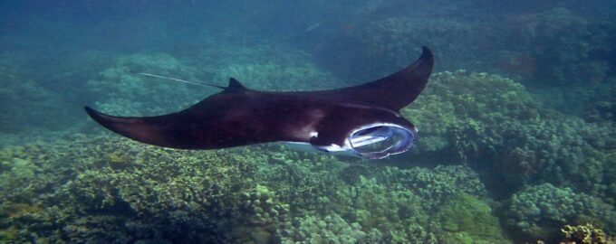 насколько скат опасен для человека