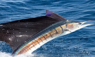 марлин плавает в воде