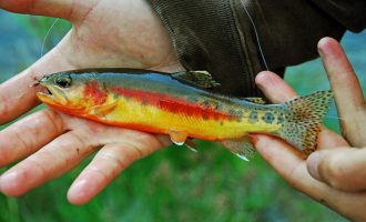золотистая форель очень мелкая