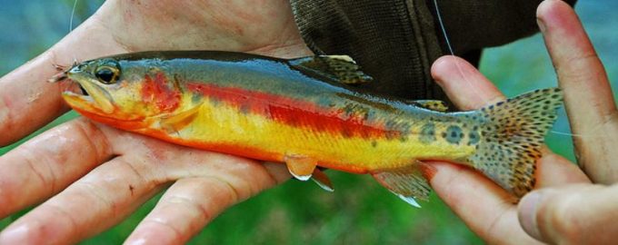 золотистая форель очень мелкая