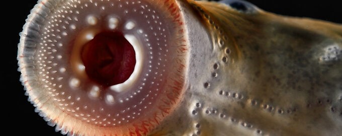 чем опасна минога