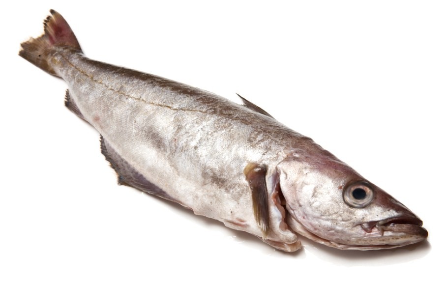 как выглядит минтай 