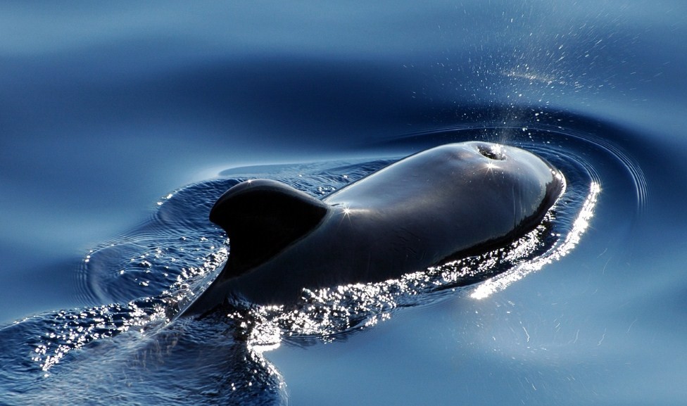 Кит: рыба или млекопитающие, подробный ответ на вопрос